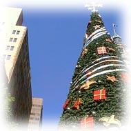 A Christmas tree in summer - Martin Place, Sydney, NSW